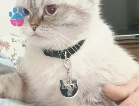 British Shorthair 1 Yaşında Eş Arıyor