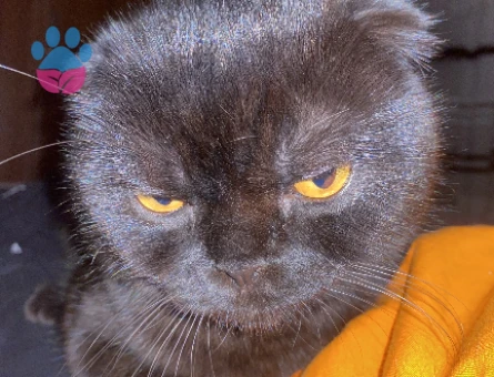 Scottish Fold Yavrumuza hayırlı dişi bir kısmet arıyoruz - 118976796