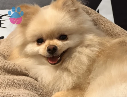 pomerian boo Güvenilir Dişi Eş Arıyoruz