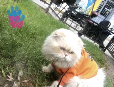 Anneden iran babadan british Longhair Prensime Eş Arıyorum