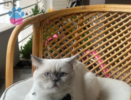 Scottish Straight Oğlumuza eş arıyoruz.