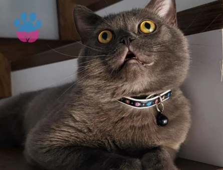 Marshall için eş (dişi) arıyoruz