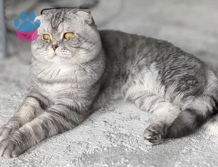 Scottish fold silver oğluma dışı eş arıyorum