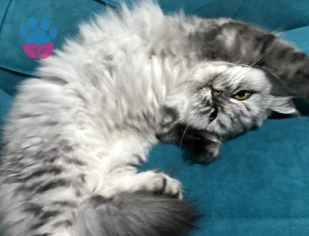 British Longhair Kızım Eş Arıyor