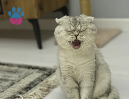 Scottish fold Erkek Kedime Eş Arıyorum