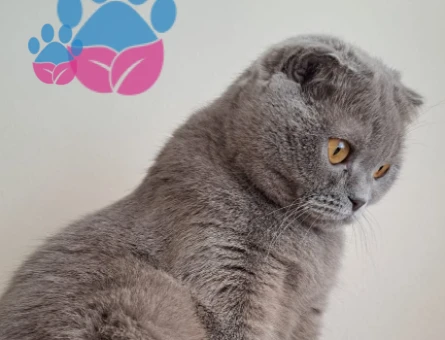British Shorthair Patimize eş arıyoruz