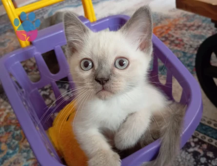 British Bluepoint Erkek 3 Aylık