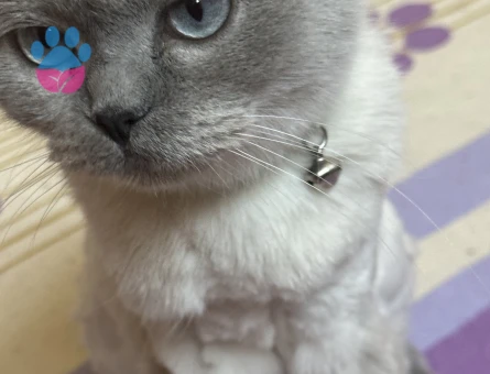 Dişi kedime eş arıyorum