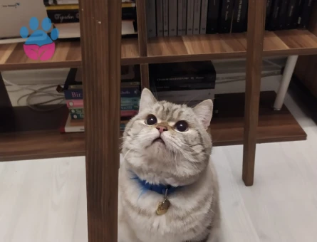 British Kedime Eş arıyorum.