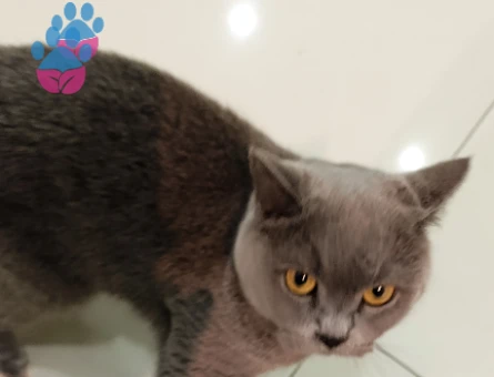 British shorthair Kedime Eş Arıyorum