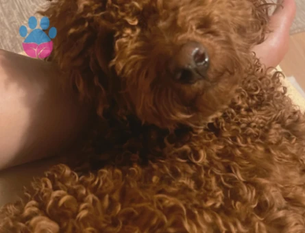 Toy poddle Köpeğim Eş Arıyor