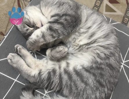 Scottish Fold Silver Kedime Eş Arıyorum