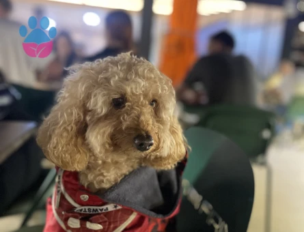 Toy poodle eş arıyoruz dişi - 118979723