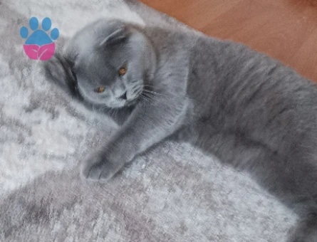 Scottish Straight Kedime Eş arıyorum