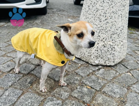 3 Yaşında Erkek Şivava Köpeğim Eş Arıyor