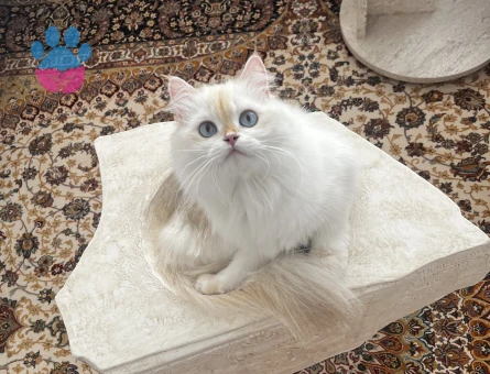 British longhair dişi kedim için cins kedi arıyorum - 118980054