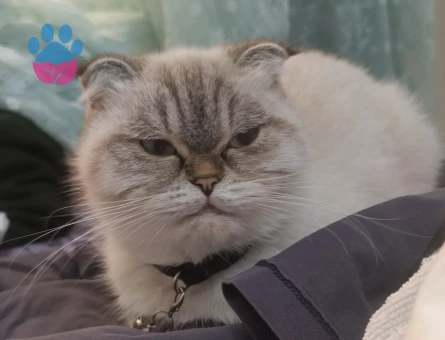 Scottish Fold 1 Yaşında Kedim Eş Arıyor
