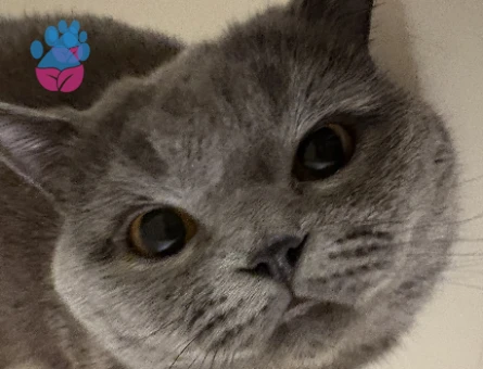 Ziba beyefendiye eş arıyoruz