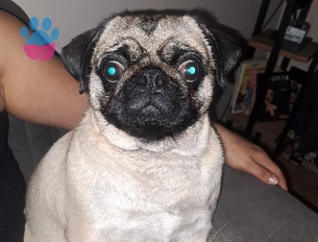 Pug Kızıma Eş Arıyorum 3 Yaşında