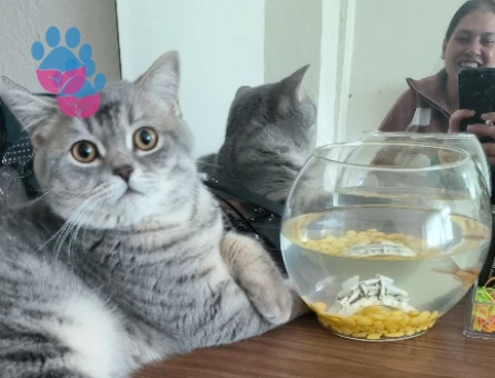 British 9 aylık erkek