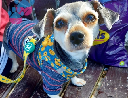 Morkie Köpeğime Eş Arıyorum