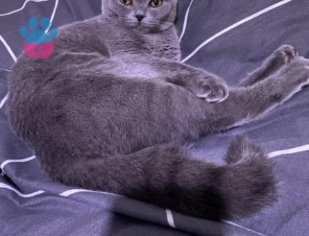 Kedime uygun eş arıyorum