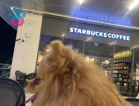 Pomeranian oğluma eş arıyoruz