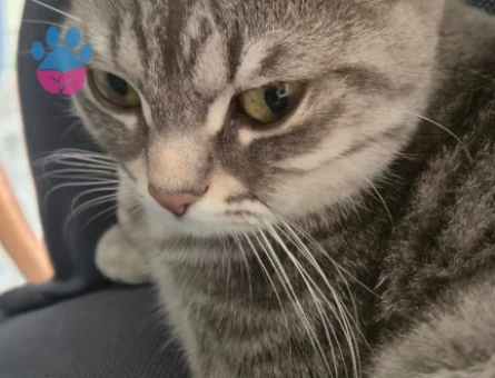 Scottish Straight Kedime Eş Arıyorum