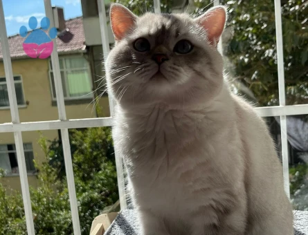 OĞLUMA GELİN ADAYI ARIYORUM