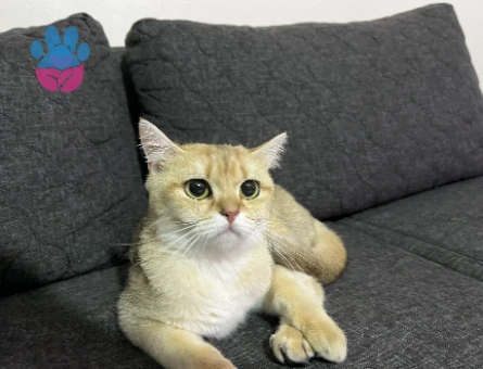 Çiftleştirme dişi british shorthair gold
