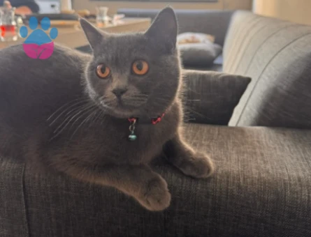 British Shorthair Kızıma Eş Arıyorum - 118980586