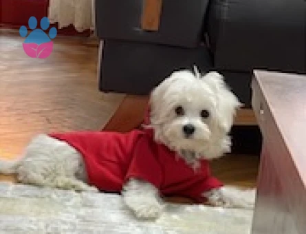 Maltese oğlumuza dişi köpek