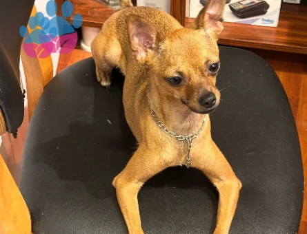 Minyatür Pinscher 3 Yaşında Eş Arıyor