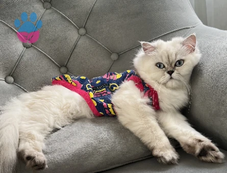 British Longhair 1 Yaşında Eş Arıyor