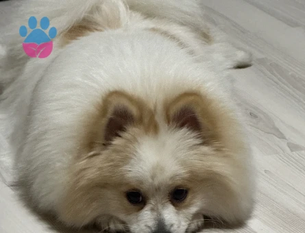 Erkek pomerianıma eş arıyoruz