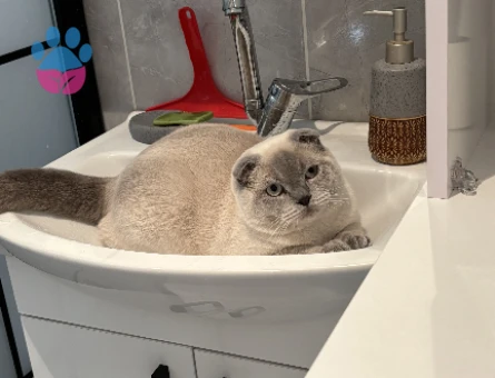 Dişi Scotish Fold arıyoruz