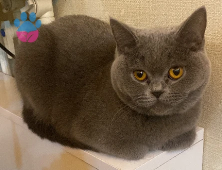 Dişi kedime eş arıyorum