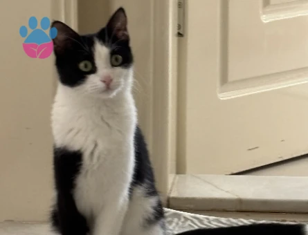 1 yasinda smokin kizima es ariyorum