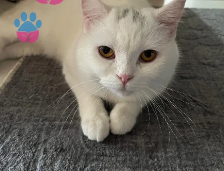 British SHorthair 11 AYLIK Kedim Eş Arıyor