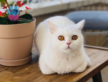 British Shorthair Kedimize eş arıyoruz