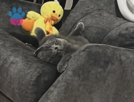 Prensesimize eş arıyoruz