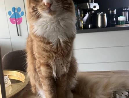 Maine Coon Disi ariyorum