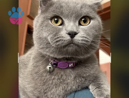 scottish straight Kedimiz için eş arıyoruz