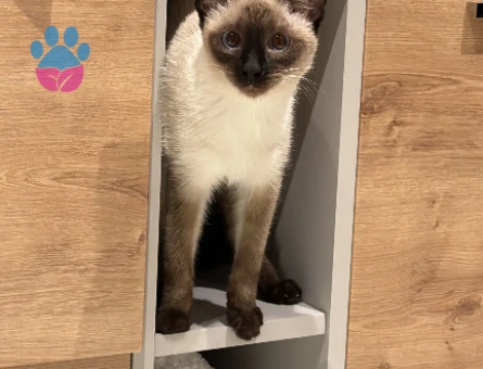 Siyam 10 aylık kızıma kendi cinsinde saf siyam erkek eş arıyoruz!