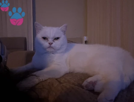 British Shorthair Kaymak kızımız eş arıyor