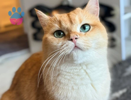 Golden British SCR'li NY12 Kızım Pera