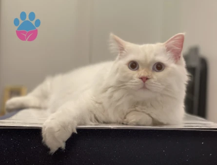 British Longhair Oğlumuza Eş Arıyoruz