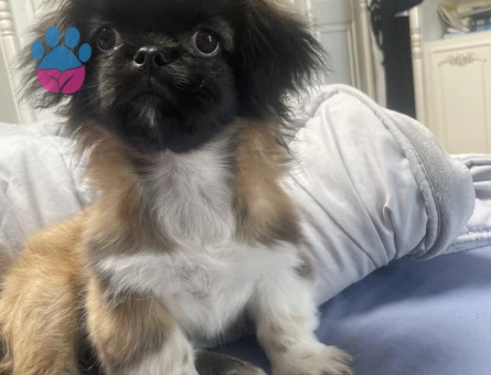 Kızıma damat arıyoruz