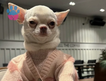 Chihuahua kızıma eş arıyorum