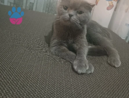 Scottish Fold 1,5 Yaşında Eş arıyor